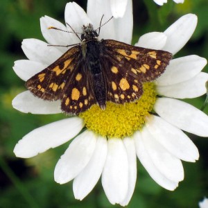 motýl na kopretině 2